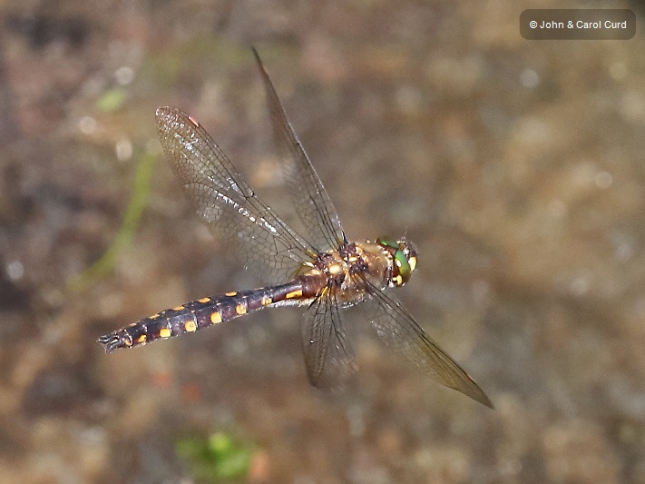 J17_3985 Procordulia grayi male.JPG